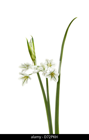 Tre-monopolizzato il porro - Allium triquetrum bocciolo di fiori e foglie isolata contro bianco Foto Stock