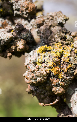 Galli e licheni su un albero di Acer. Foto Stock