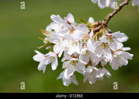Prunus blossom. Fioritura di ciliegio. Foto Stock