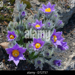 "Pasque fiori fiori di primavera Pulsatilla halleri Foto Stock