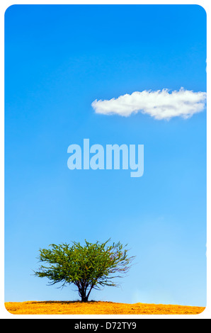 Un unico albero con un cielo blu ed una nube singolo Foto Stock