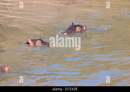 Ippopotami nuotare nel fiume Foto Stock