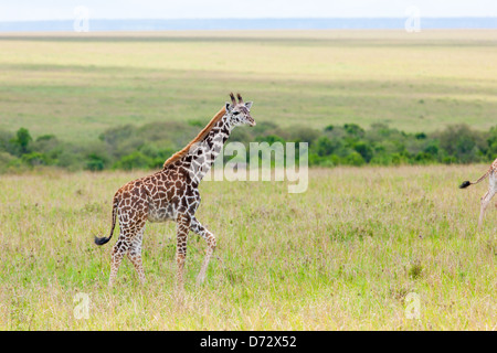 Giovane giraffa Foto Stock