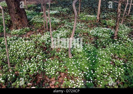Foresta di primavera con imbottitura fioritura di Anemoni di legno Foto Stock