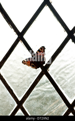 Farfalla pavone (Inachis io) intrappolati in una finestra della chiesa Foto Stock