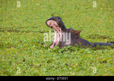 Ippopotamo con la bocca aperta Foto Stock