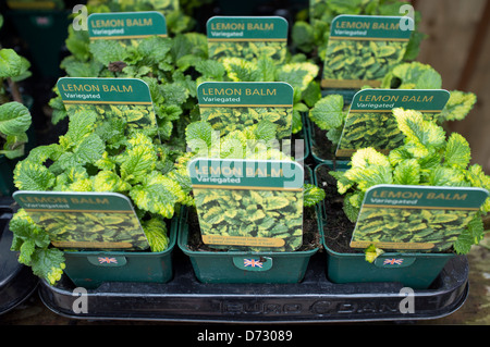 Variegata di Melissa in vendita presso Garden Center Foto Stock