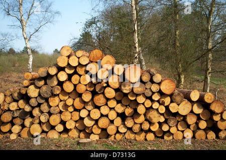 I registri di legname, Superiore Hollesley comune, Suffolk, Regno Unito. Foto Stock