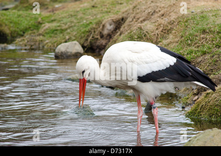 Cicogna bianca in un lago (Ciconia ciconia) in primavera Foto Stock