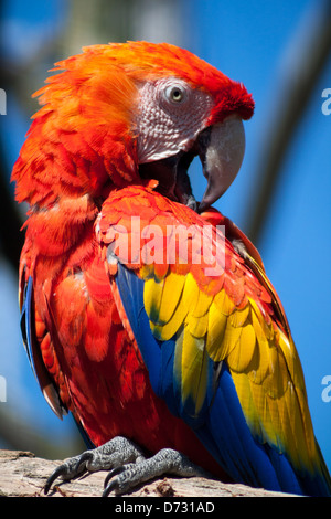 Scarlet Macaw con piumaggio colorato seduto su un ramo Foto Stock