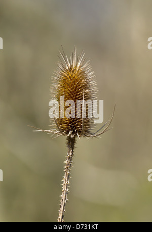 Teasel comune morti testa di fiori Foto Stock