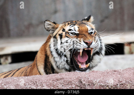 Una tigre siberiana (Panthera tigris altaica) scoppiettante con la bocca aperta e mostrando il suo pericoloso denti Foto Stock