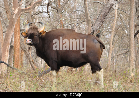 Il Bisonte indiano ( Bos gaurus ) Foto Stock