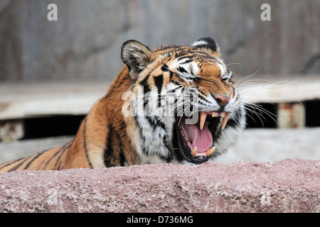 Una tigre siberiana (Panthera tigris altaica) scoppiettante con la bocca aperta e mostrando il suo pericoloso denti Foto Stock