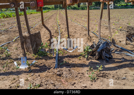 Un aratro usato su un campo si erge di fronte al fresco terreno arato in Santa Barbara County, California. Foto Stock