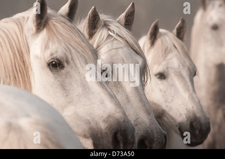 Close up di tre cavalli Camargue Foto Stock