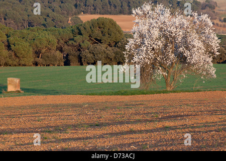 Marimon, Caldes de Montbui village, Barcellona, Spagna Foto Stock