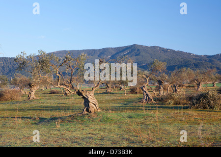 Marimon, Caldes de Montbui village, Barcellona, Spagna Foto Stock