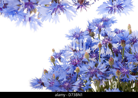 Blu fiordaliso flowerheads isolato su bianco Foto Stock