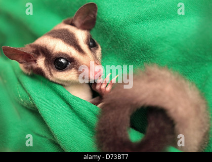 Il Sugar glider (Petaurus breviceps) sul tessuto verde. Piccolo, onnivoro, scivolando arboree opossum Foto Stock