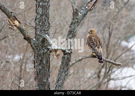 Un Rosso di spalle seduta Hawk in un albero morto. Foto Stock