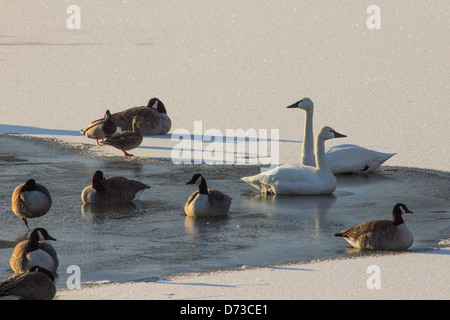 Alcune oche e anatre e cigni resto sul ghiaccio. Foto Stock