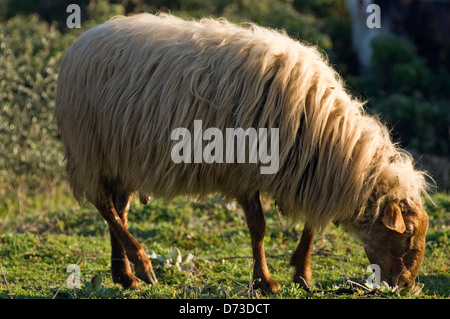 Pecore al pascolo (Grecia) Foto Stock