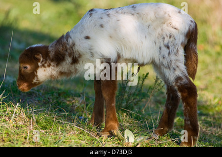 Il Pascolo di agnello (Grecia) Foto Stock