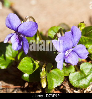 Un intrico di cane viole fioritura in un giardino di Cheshire England Regno Unito Regno Unito Foto Stock