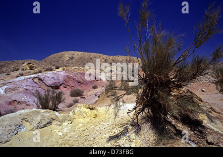 Tamarix albero che cresce su multi-sabbie colorate al grande Makhtesh Ramon un cratere di rilievi geologici considerati unici al deserto del Negev Israele sud Foto Stock