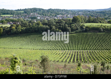 Parte di un vigneto sulla North Downs vicino a Dorking Surrey, Inghilterra. Foto Stock