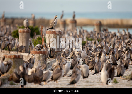 Avvistato shag - Phalacrocorax punctatus - , Nuova Zelanda Foto Stock