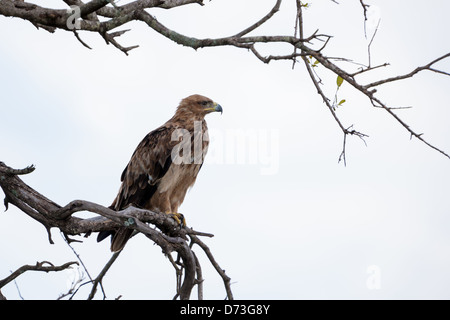 Aquila della steppa Foto Stock