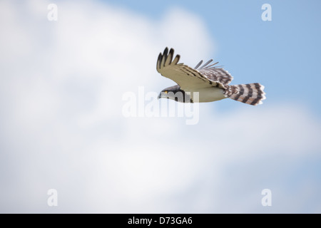 Nero Chested Snake Eagle in volo Foto Stock