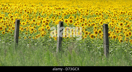 Baruth / Mark, campo di semi di girasole Foto Stock