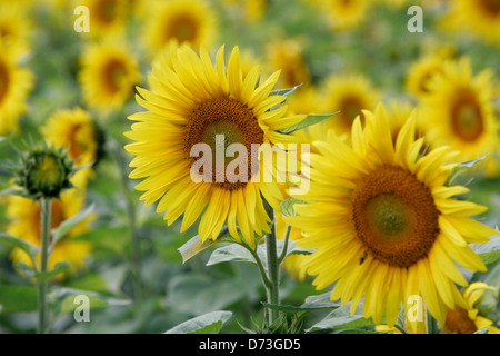 Baruth / Mark, campo di semi di girasole Foto Stock