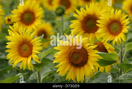 Baruth / Mark, campo di semi di girasole Foto Stock