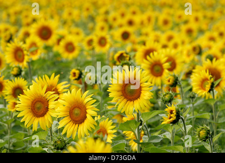 Baruth / Mark, campo di semi di girasole Foto Stock