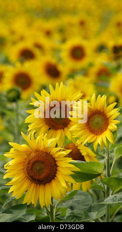 Baruth / Mark, campo di semi di girasole Foto Stock