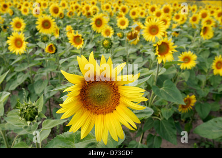 Baruth / Mark, campo di semi di girasole Foto Stock