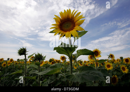 Baruth / Mark, campo di semi di girasole Foto Stock