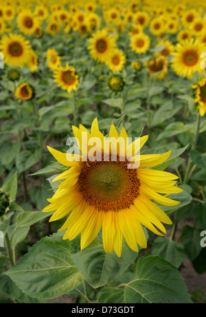 Baruth / Mark, campo di semi di girasole Foto Stock