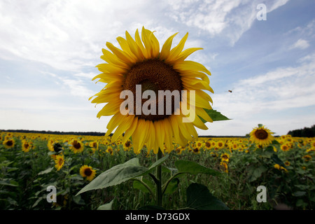 Baruth / Mark, campo di semi di girasole Foto Stock