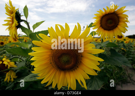 Baruth / Mark, campo di semi di girasole Foto Stock