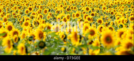 Baruth / Mark, campo di semi di girasole Foto Stock