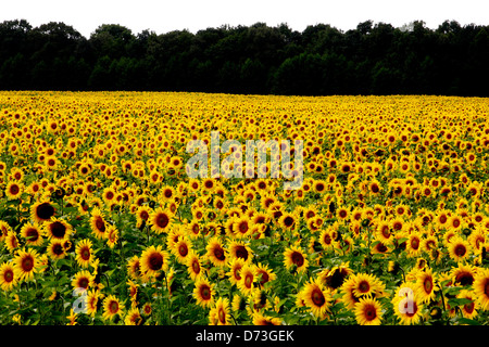 Baruth / Mark, campo di semi di girasole Foto Stock