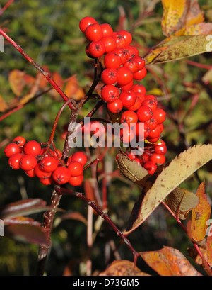 Sitka montagna Bacche di cenere CRoundtree Foto Stock