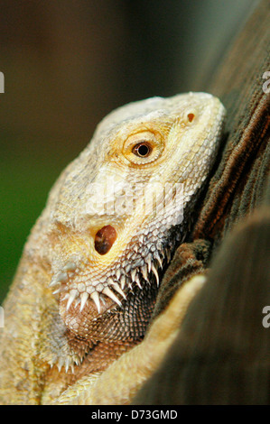 Berlino, casa Animali & piante 2007 un drago barbuto si blocca su una camicia Foto Stock