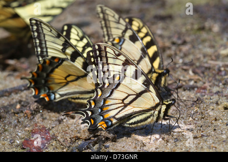 Un gruppo di coda di rondine tigre farfalle (Papilio glaucas) leccare il fango umido a una banca del lago Foto Stock