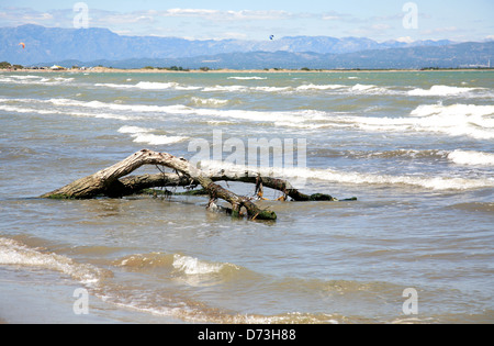 Albero secco ramo sulla spiaggia villaggio di pescatori Riumar Spagna Foto Stock